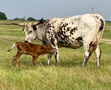 OPTIMOJO HEIFER