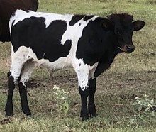 LIL HEARTBREAKER STEER