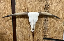 RRH SKULL $340