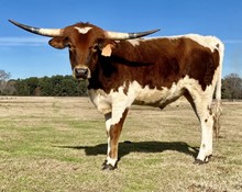 SPL CATTLELAC
