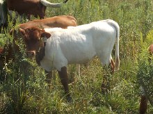 CALF 874 BULL