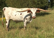 HOTTIE'S STEER