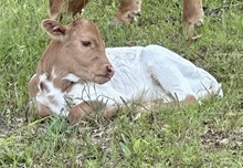 TREASURE CALF