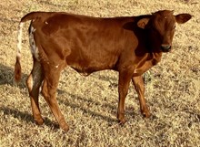 OPTIMOJO HEIFER