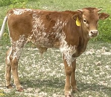 SBC 082 BULL