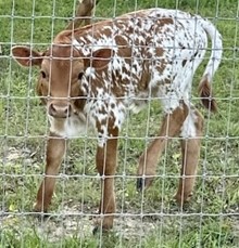 DEUCES CALF