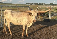 SBC 073 HEIFER