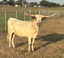 SBC 085 HEIFER