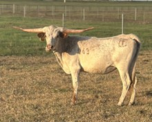 SBC 063 HEIFER