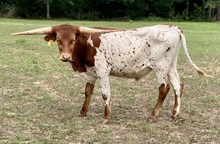 SBC 101 Steer