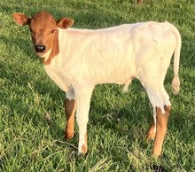 OL WHITE LEG