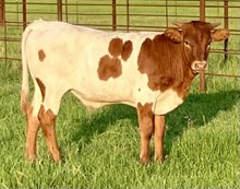 TREASURE STEER