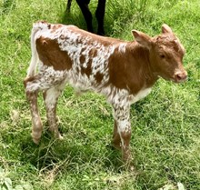 DECK BULL