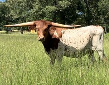 SBC 101 Steer