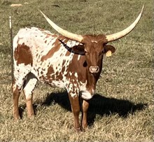 CHURCH FULL OF ROSES