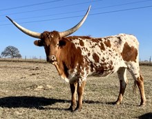 CHURCH FULL OF ROSES