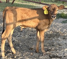 SBC 098 BULL